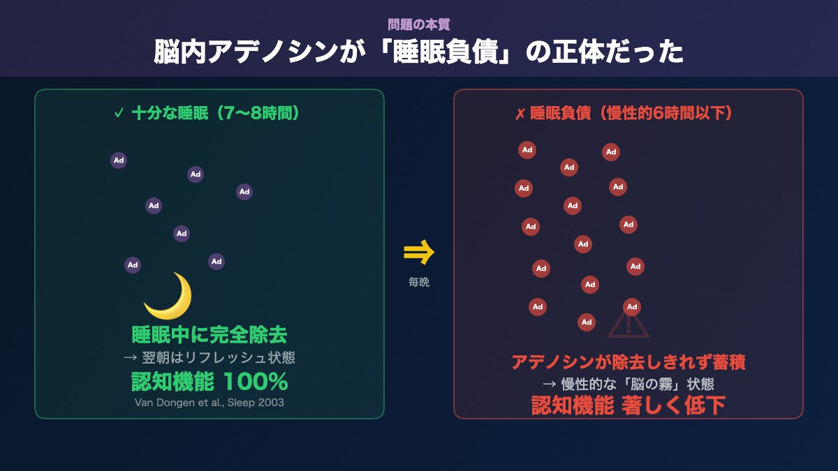 脳内アデノシンの蓄積メカニズム：十分な睡眠とアデノシン蓄積の比較
