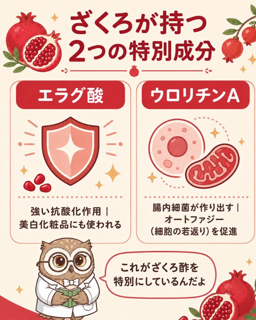 ざくろ酢の独自成分エラグ酸とウロリチンA