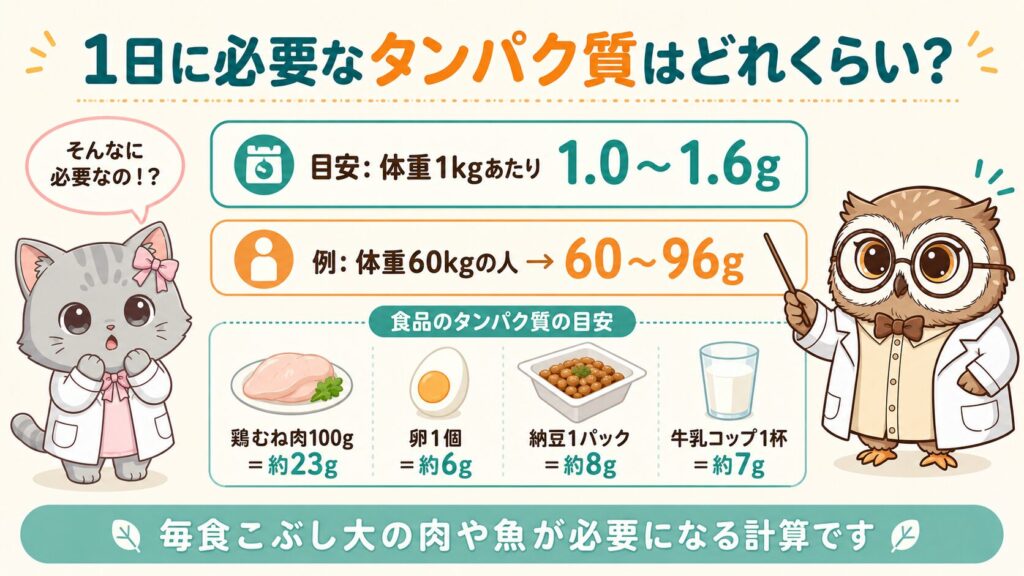 1日に必要なタンパク質量の図解。目安は体重1kgあたり1.0〜1.6g、食品ごとのタンパク質量の目安つき